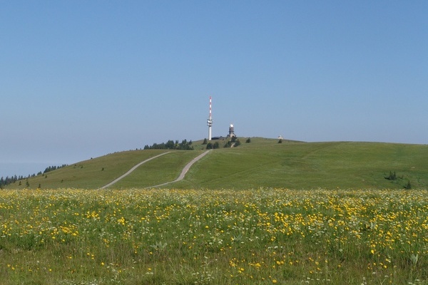 Blick auf den Feldberg-Gipfel und seine Weidfelder ( NAZ Sdschwarzwald)