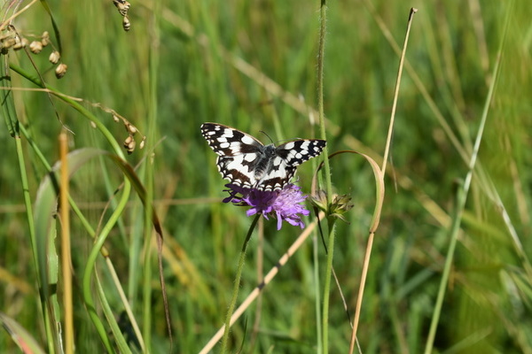 Schmetterling auf Futtersuche  Naturpark Sdschwarzwald e. V.