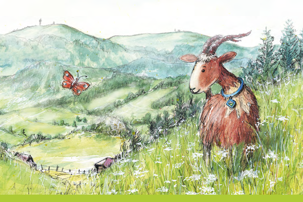 Cover des Naturpark-Kinderbuchs "Meck Wunderfitz wundert sich"  Naturpark Sdschwarzwald e. V.
