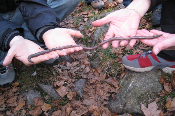 Der Badische Riesenregenwurm ist ein Endemit der natrlichen Fichtenwlder des Hochschwarzwaldes.  NAZ Sdschwarzwald