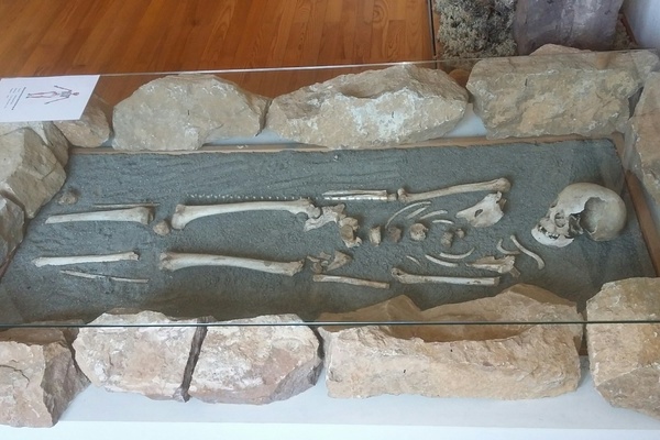 Ein Skelett aus dem 7. Jahrhundert im Heimatmuseum  Stadt Lffingen