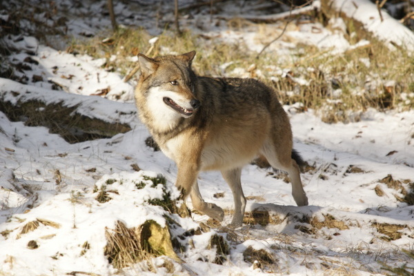 Ein Wolf  VDN-Fotoportal/Thomas Brey
