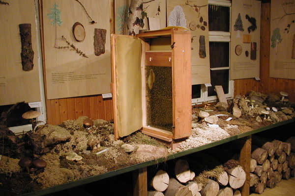 Wissenswertes ber Baumarten  Waldmuseum Brunlingen