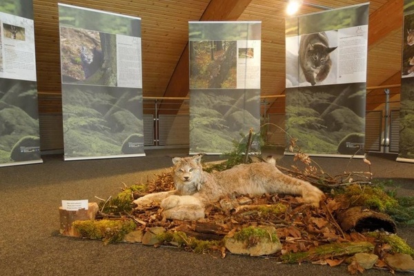 Luchs-Ausstellung im Haus der Natur am Feldberg (NaturparkSdschwarzwald)