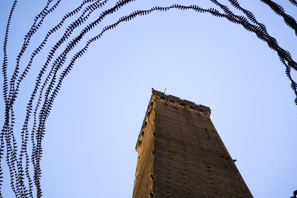 Dohlen um den Torre Asinelli in Bologna  Photo/Iskiographie: Lothar Schiffler