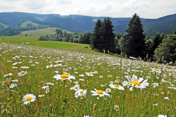 Artenreiche Margeritenwiese bei Gtenbach  LEV Schwarzwald-Baar-Kreis e. V.
