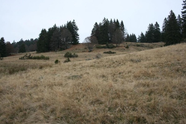 Bei hheren Temperaturen und temporren Trockenphasen ist auch auf extensiven Weideflchen 8z.B. Borstgrasrasen, Berg-Mhwiesen) eine deutliche Vernderung der Vegetation zu erwaten. (Foto: UNIQUE GmbH)