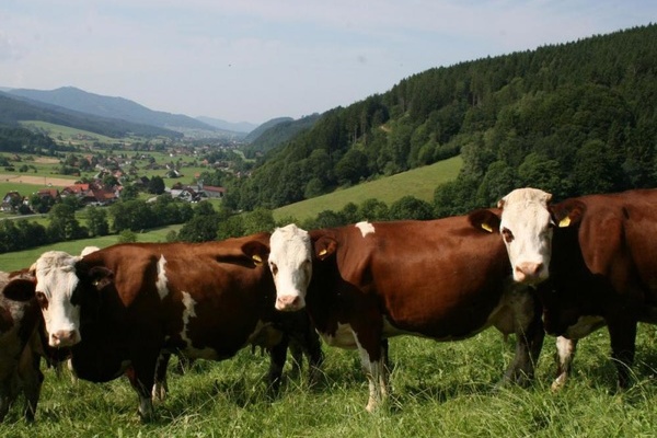 Vorderwlder Rinder im Prechtal (Foto: Dr. Franz Maus)