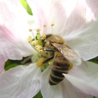Fleißige Biene bei Schuttern © L. Zimmermann/ VDN