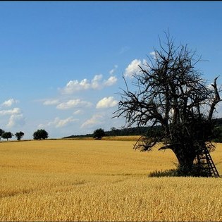 Kornfeld bei Gndelbach  R. Thalhuser