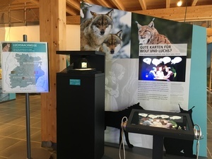 Das neue Ausstellungsmodul zum Thema Wolf und Luchs  Haus der Natur 