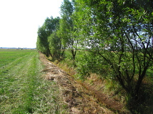 Gehölze schützen den Boden vor Austrocknung © Naturpark Südschwarzwald e. V. Gehölze schützen den Boden vor Austrocknung © Naturpark Südschwarzwald e. V.