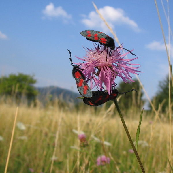 Käfer auf einer Blüte auf einer Wiese im Schwarzwald