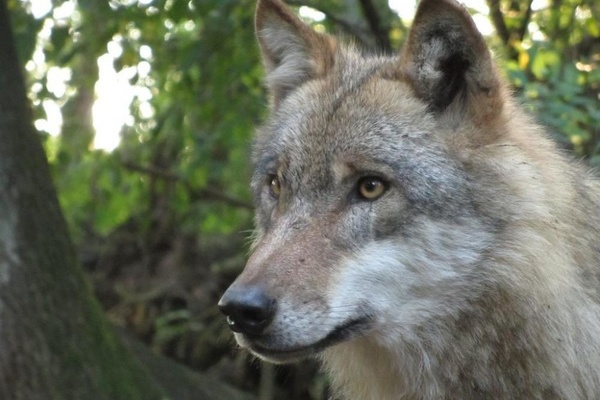 Wolfskopf - Copyright: Micha Herdtfelder