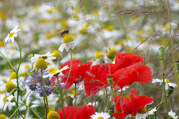 Blhende Wildpflanzen als Insektenfutter  VDN/Carsten Ranke