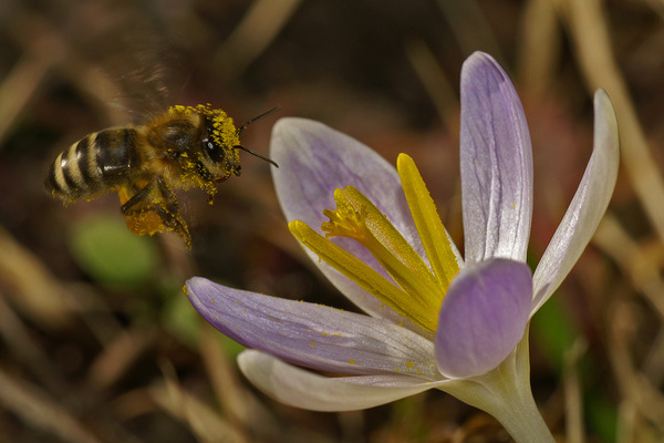 Insektenfutter  VDN-Fotoportal/Arnaud Muhlke