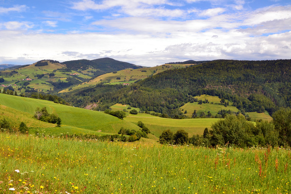 Wiese ber Pfaffenberg  VDN-Fotoportal/Irina Grankin