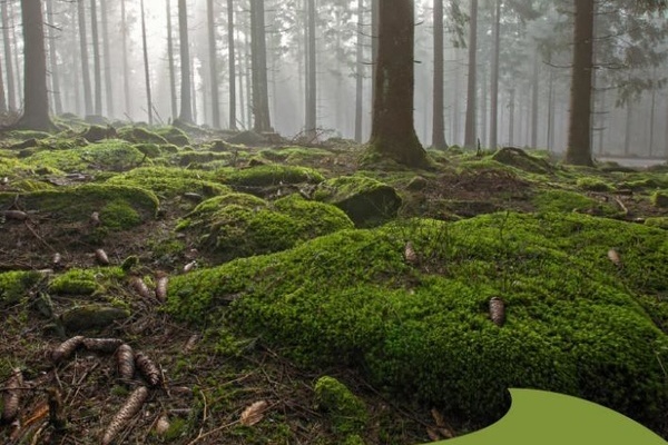 Cover - Broschre "Nationale Naturlandschaften: Baden-Wrttemberg"