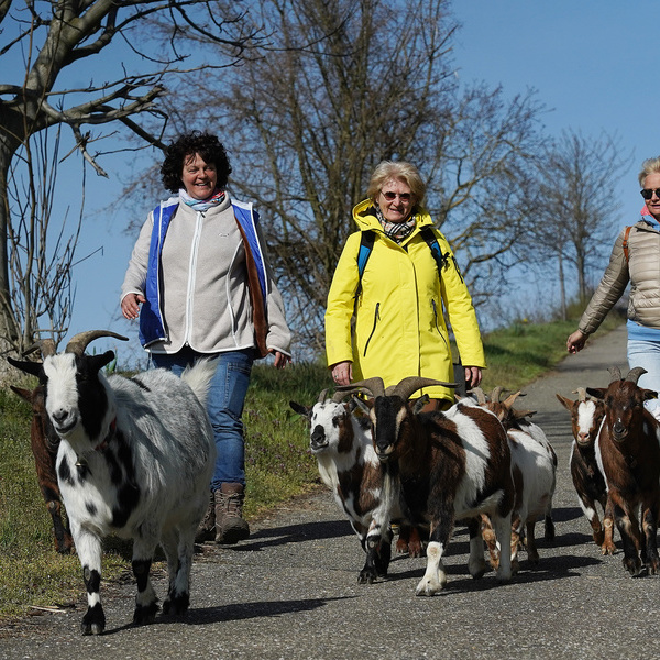 Naturpark-Gästeführerin Monika Schmidlin mit ihren Ziegen und Gästen © M. Schmidlin