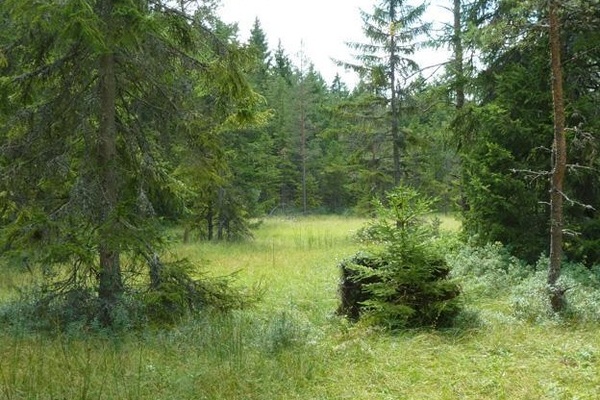 Niedermoor am Dresselbach oberhalb des Campingplatzes ( P. von Sengbusch)