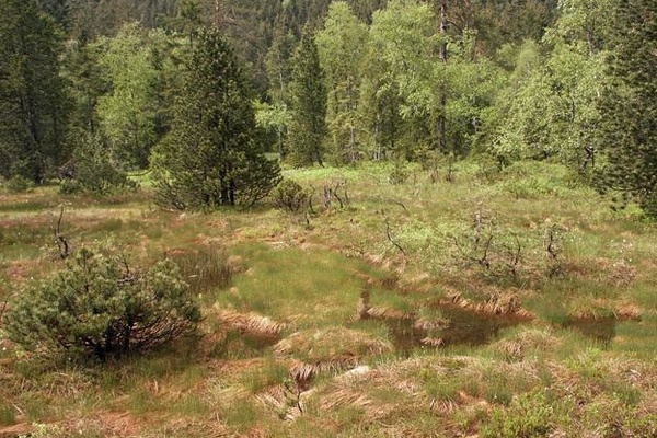 Feldseemoor ( P. von Sengbusch)