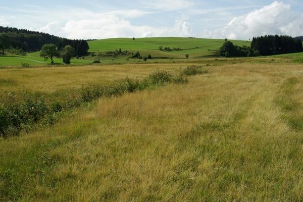 Einschrige Niedermoorflche sdlich Goherrischwand ( P. von Sengbusch)