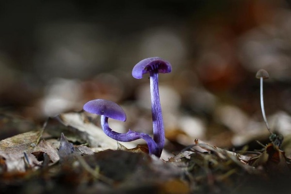 Violetter Lacktrichterling © VDN / Peter Brezina