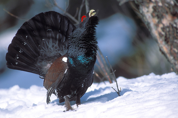 Balzender Auerhahn  VDN-Fotoportal/T. Kaiser