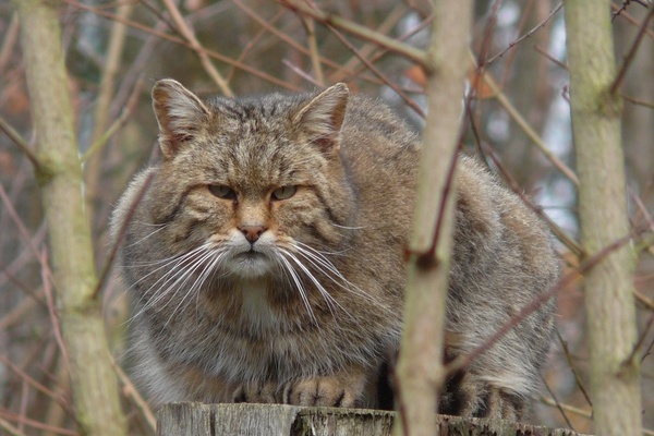 Wildkatze  VDN/Lonche