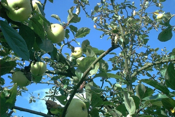 Die Frchte des Wildapfels schmecken sauer bis bitter.  VDN/Ma. Schnichels