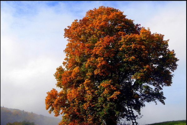 Feldahorn mit Herbstfrbung  VDN/Rudi Thalhuser