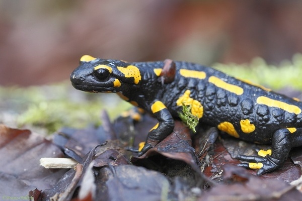 Feuersalamander  VDN/Frapol