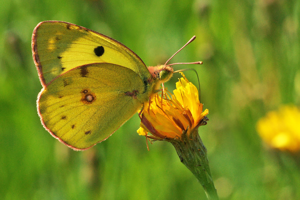 Goldene Acht - Schmetterling des Jahres 2017  VDN/Luxfox