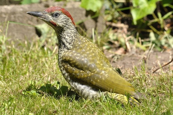 Grnspecht - Vogel des Jahres 2014  VDN/Siegfried A. Walter