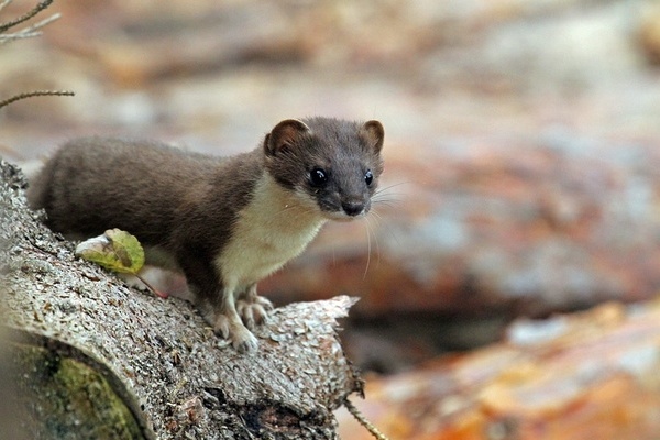 Das Mauswiesel ist ein flinker und geschickter Jäger © VDN/Angelika Hecht