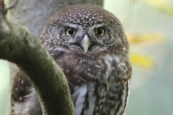 Der Sperlingskauz ist die kleinste einheimische Eulenart_Copyright: VDN/Fritz Bosch