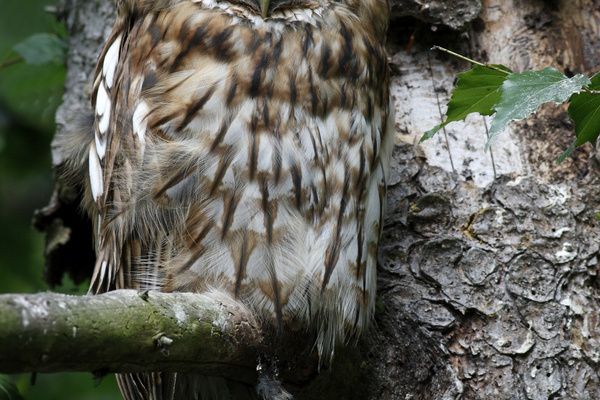 Waldkauz - Vogel des Jahres 2017 (Foto: VDN/Fritz Bosch)