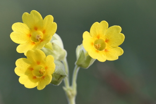 Blten der Wiesenschlsselblume (Foto: VDN/Gnter Mller)