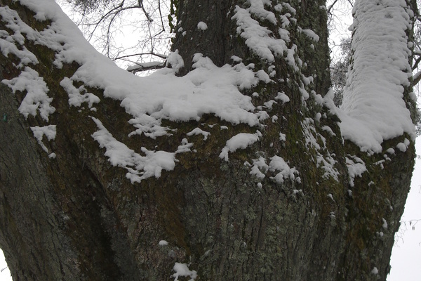 Stamm einer Winterlinde (Foto: VDN/Ruth Reheuser)