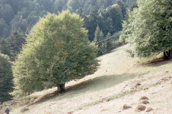 Weidbuche im Mnstertal