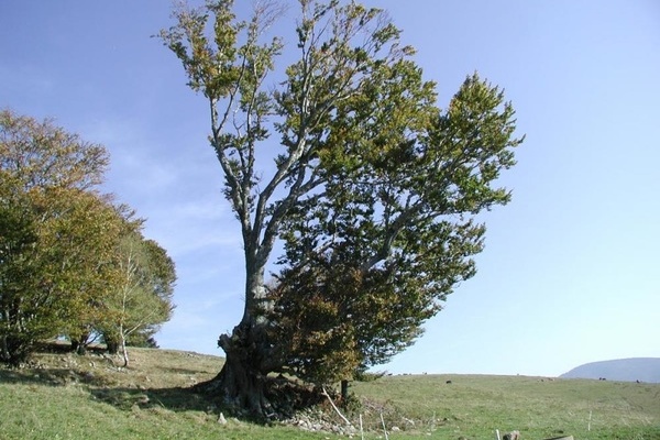 Weidbuche in Aitern