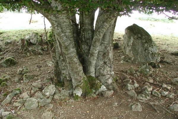 Weidbuche in Neuenweg 