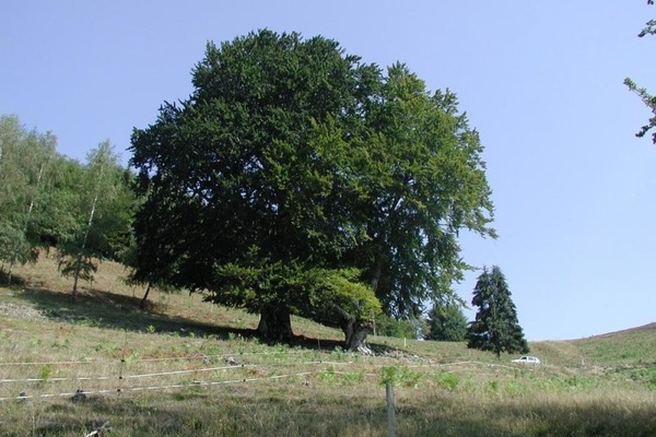 Weidbuche in Schnenberg