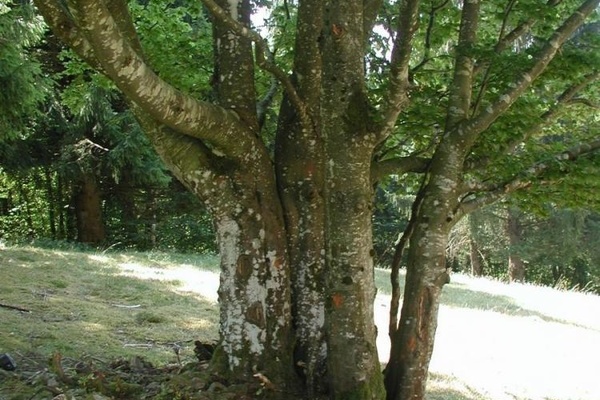 Weidbuche in Schnenberg