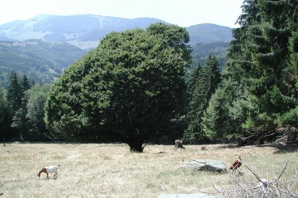 Weidbuche in Schnenberg