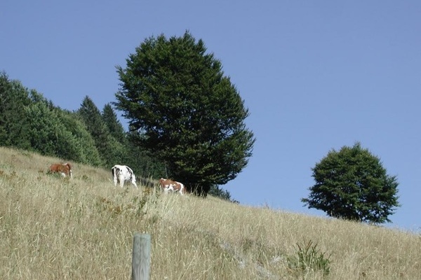 Weidbuche in Schnenberg