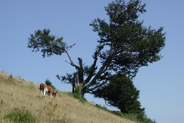 Weidbuche in Schnenberg