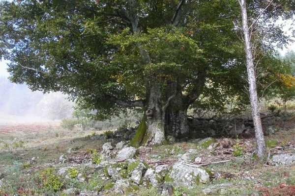 Weidbuche in Todtnau