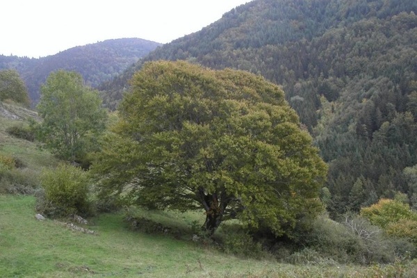 Weidbuche in Todtnau 