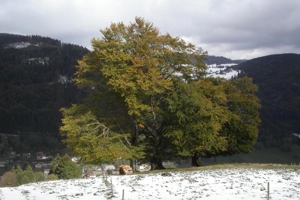 Weidbuche in Todtnau 